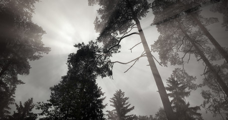 Looking up at branches of coniferous trees. Low angle wide shot of natural forest