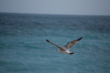 Fototapeta na wymiar Bird flight in the sea, Cote d'Azur, Nice