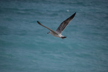 Bird flight in the sea, Cote d'Azur, Nice