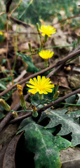 yellow flower and leaves closed up
