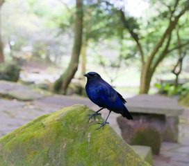 Taiwan endemic species bird, Taiwan Whistling Thrush (Myophonus insularis). A dark blue bird has...