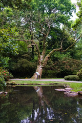 The reflection of a big tree with few leave in the pond. Chinese soap berry (Soap-nut Tree).