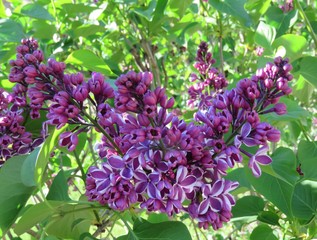 Lilac Blossom