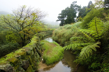 Fototapeta na wymiar The winding ditch made by mossy rock. The weeds, trees and the fern beside the ditch. Mist is cover the far mointain.