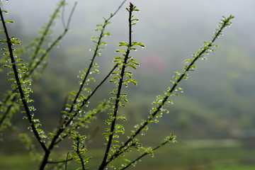 Many water drops on the branch with little leave.