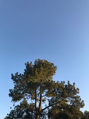 tree and sky