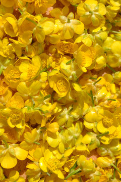 Ranunculus repens, the creeping buttercup flower background