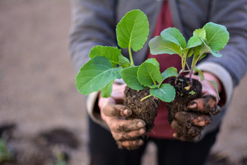Cultivation of cabbage seedlings in peat capsules and cups.