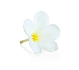 Fototapeta na wymiar Closeup Plumeria white color on white background for spa relax
