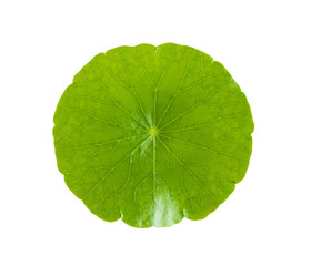 Fototapeta na wymiar Closeup leaf of Gotu kola, Asiatic pennywort, Indian pennywort on white background, herb and medical concept, selective focus