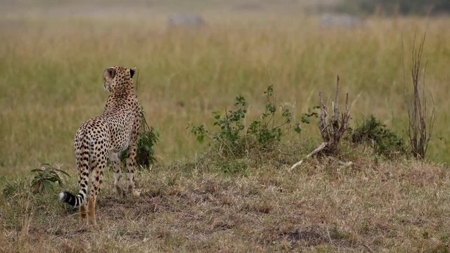 A very alert cheetah watches zebras as it prepares to hunt them in the Maasai Mara Reserve in Kenya.