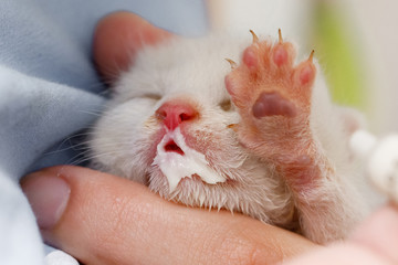 A woman hand feeds a newborn kitten with a mixture for kittens from a syringe © loki_ast