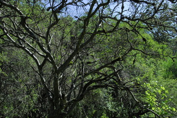 Flora Barrial Alto