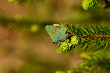 Nature