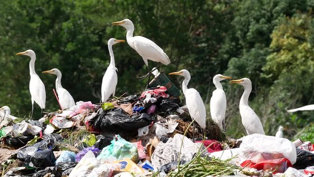 The cattle egret (Bubulcus ibis) forages on a pile of rubbish. Bubulcus ibis is a cosmopolitan species of heron (family Ardeidae) found in the tropics, subtropics, and warm-temperate zones.
