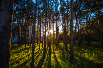 sunset in the forest