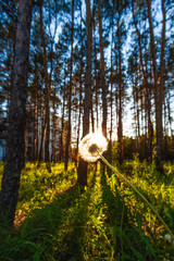 autumn in the forest