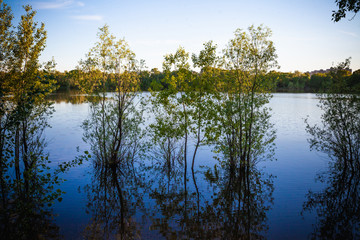 reflection of trees in water