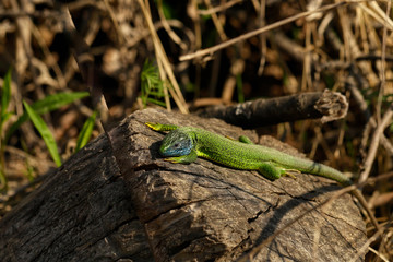 Fototapeta premium Nature