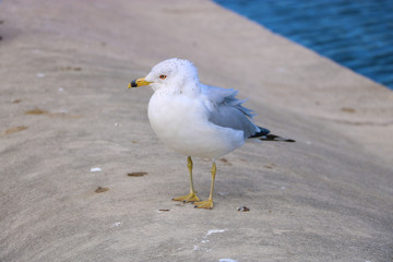 Seagull by the water