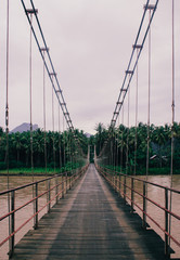 Suspension bridge over the river and coconut trees on the back side