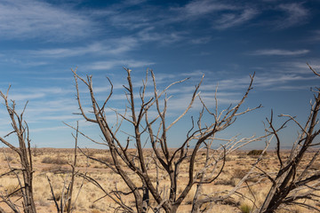 Bare tree branches before a dry plain, New Mexico desert, blue sky creative copy space, horizontal aspect