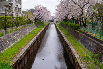 Fototapeta na wymiar 川沿いの桜並木