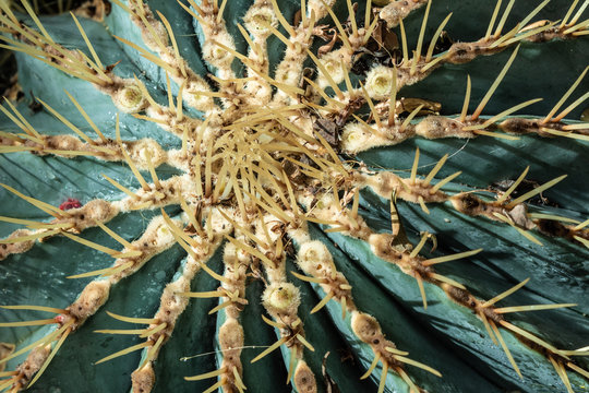 Blue Barrel Cactus Ferocactus Glaucescens Cactaceae, Close Up Overhead, Nature Abstract Background, Horizontal Aspect