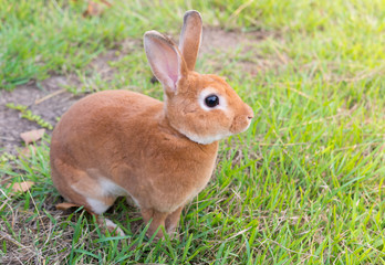 little brown rabbit