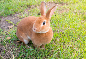 little brown rabbit