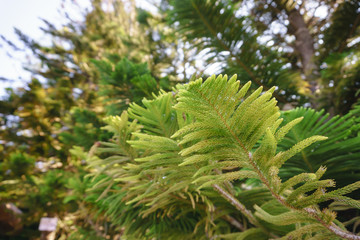 Green prickly branches of a fur-tree