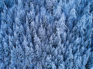 Aerial top view to snowy trees of winter pines. Middle of the winter. High needles in the forest. Beautiful nature landscape from drone. Blue colour of the year. Texture, pattern and structure.