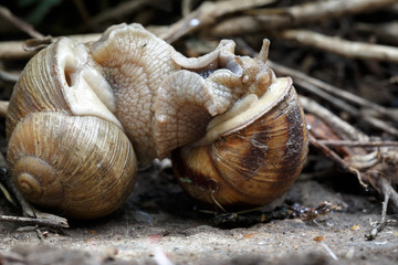 Two snails mate. They connected with each other. On a natural background.