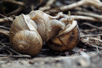 Two snails mate. They connected with each other. On a natural background.