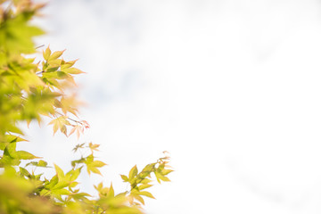 新緑の葉のフレーム
