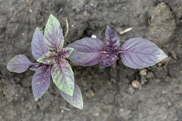 Basil bushes grow in the garden. Moist fertile black soil. View from the top.