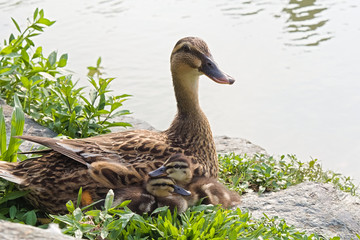 The lovely baby mallard ducks (ducklings) and their mother were snuggle together and look forward....