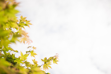 新緑の葉のフレーム
