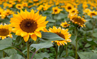 A closeup of a sunflower in a sunflower field with shallow background