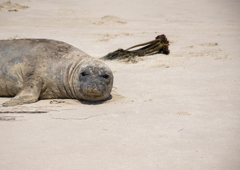 Sea Lion Resting on the Beach