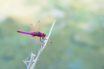 A red and purple male dragonfly stay on a twig beside the pond. A kind of common Dragonfly in Taiwan.Crimson Dropwing (Trithemis aurora) .