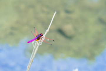 A red and purple male dragonfly stay on a twig beside the pond. A kind of common Dragonfly in Taiwan.Crimson Dropwing (Trithemis aurora) .