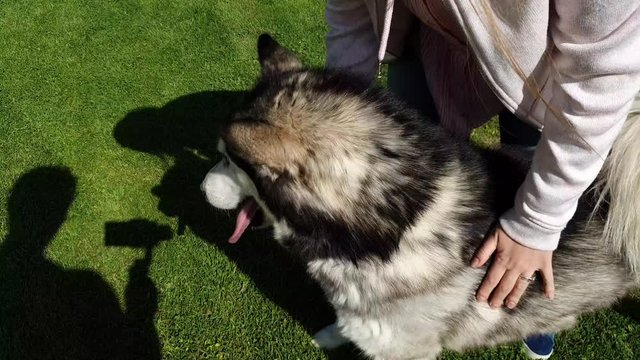 Very cute Husky dog ​​who really wants to play in the yard and is petted by his master