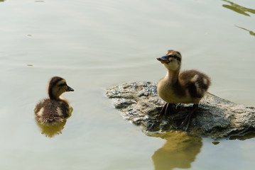 The lovely baby mallard ducks (ducklings). One stand on a stone another one in the water.