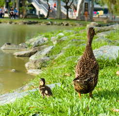 Back view of the lovely mallard ducks family. Mother and baby duck beside the lake on the grassland.