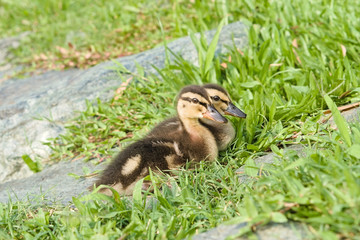 Two lovely baby mallard ducks snuggle together on the lawn and look here