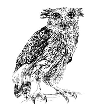 Sketch of owl. isolated on white vector illustration
