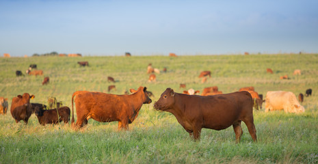 Cows grazing in pasture on the beef cattle ranch