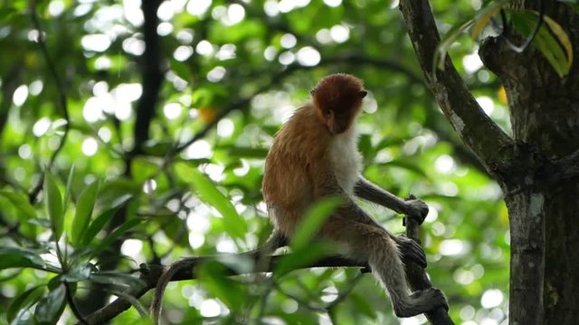 Proboscis monkey (Nasalis larvatus) eat mangrove leaves for breakfast in the trees after the rain