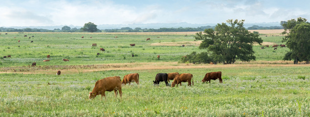 Cattle grazing on the ranch in soft morning light